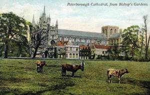 Peterborough Cathedral, viewed from Bishop's Gardens