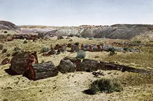 Petrified Prints: Petrified Forest 1923