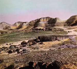 Slices Prints: Petrified Trees