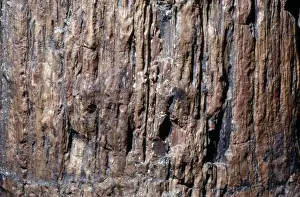 United States Prints: Petrified wood