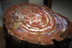 Petrified wood