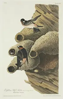 Hirundinidae Prints: Petrochelidon pyrrhonota, cliff swallow