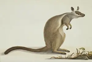 Investigator Prints: Petrogale inornata, rock wallaby