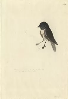 New Zealand Gallery: Petroica australis, New Zealand robin