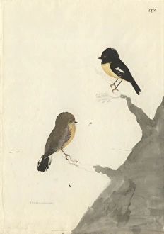New Zealand Gallery: Petroica macrocephala, New Zealand tit