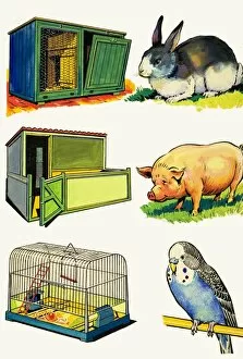 Images Dated 16th May 2007: Pets and Their Homes: Rabbit, Pig and Budgerigar