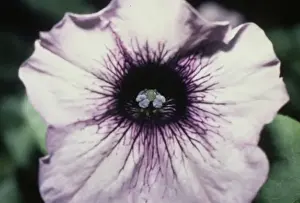Solanales Prints: Petunia hybrida, petunia