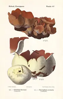 Fungus Prints: Peziza mushroom and pink crown