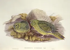 Pezoporus occidentalis, night parrot
