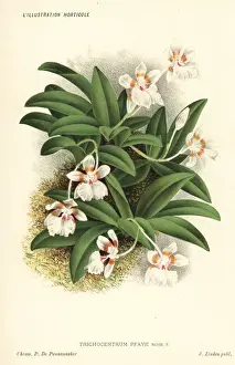 Pfaus trichocentrum orchid, Trichocentrum pfavii