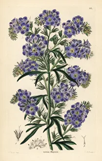 Shrubbery Gallery: Phacelia menziesii or Phacelia linearis