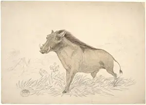 Phacochoerus africanus, common warthog