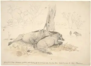 John Thomas Baines Prints: Phacochoerus africanus, common warthog