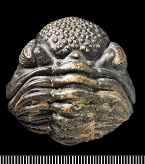 Black Background Collection: Phacops, a fossil trilobite