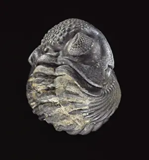 Paleozoic Prints: Phacops rana africanus, trilobite