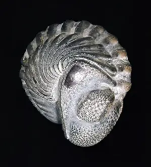 Convex Prints: Phacops rana, trilobite