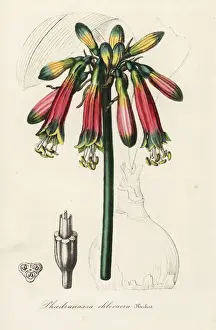 Phaedranassa dubia