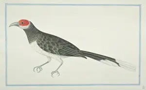 Phaenicophaeus pyrrhocephalus, red-faced malkoha