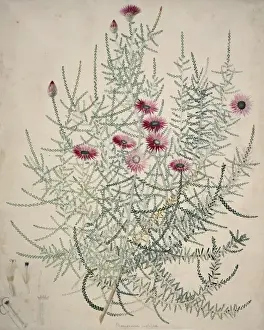 Ralph Prints: Phaenocoma prolifera, everlasting