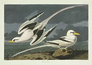 Phaethon Collection: Phaethon lepturus, white-tailed tropicbird