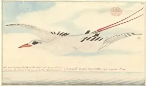 Phaethon rubricauda, red-tailed tropicbird