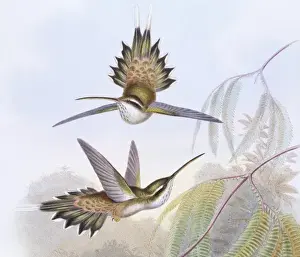 Phaethornis anthophilus, pale-bellied hermit