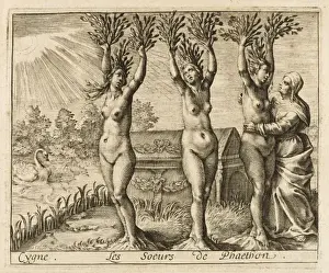Cygnus Prints: Phaetons Sisters
