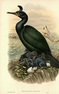 Nest Collection: Phalacrocorax aristotelis, European shag