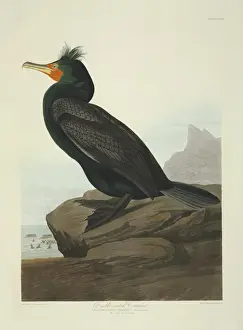 Phalacrocorax auritus, double-crested cormorant