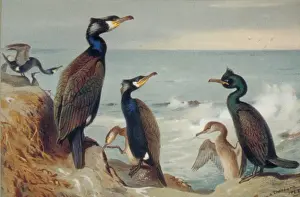 Phalacrocorax carbo, great cormorant, Phalacrocorax aristote