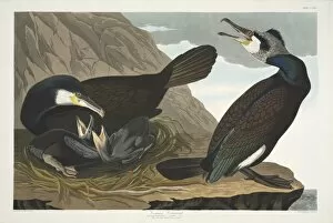 Phalacrocorax carbo, great cormorant