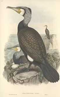 Gould Collection: Phalacrocorax carbo, great cormorant