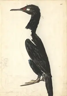 Forster Prints: Phalacrocorax magellanicus, rock shag