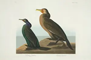 Phalacrocorax Prints: Phalacrocorax penicillatus, Phalacrocorax pelagicus