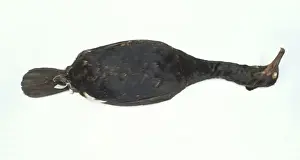 Seabird Prints: Phalacrocorax perspecillatus, spectacled cormorant
