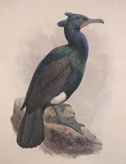 Cormorant Collection: Phalacrocorax perspicillatus, spectacled cormorant