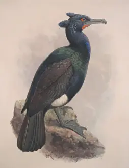 Jonathan Prints: Phalacrocorax perspicillatus, spectacled cormorant