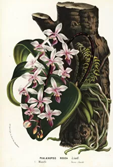 Jardins Collection: Phalaenopsis equestris var. rosea orchid