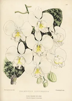 Aphrodite Prints: Phalaenopsis -- leucorrhoda orchid