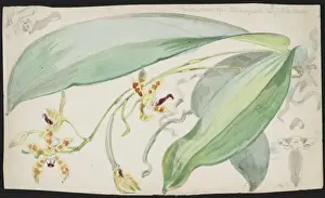 Asparagales Prints: Phalaenopsis luteola, yellowish phalaenopsis