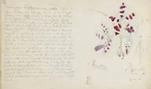 Orchidaceae Prints: Phalaenopsis mariae, marias phalaenopsis