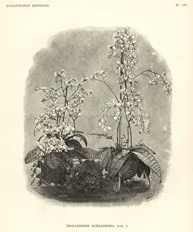 Phalaenopsis schilleriana orchid