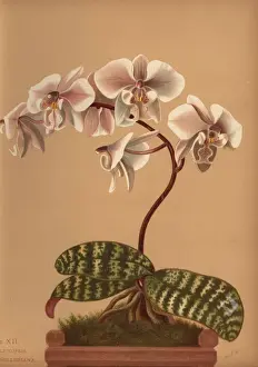 Phalaenopsis schilleriana orchid
