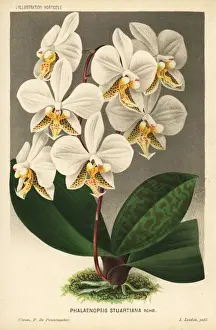 Pannemaeker Prints: Phalaenopsis stuartiana orchid