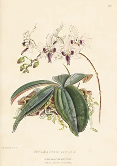 Volume 5 Prints: Phalaenopsis veitchii orchid