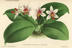 Violacea Collection: Phalaenopsis x gersenii. Phalaenopsis x gersenii