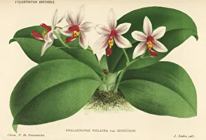 Violacea Collection: Phalaenopsis x gersenii. Phalaenopsis x gersenii