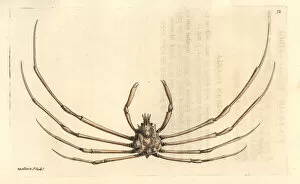 Phalangipus indicus crab