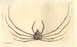 Indica Prints: Phalangipus indicus crab