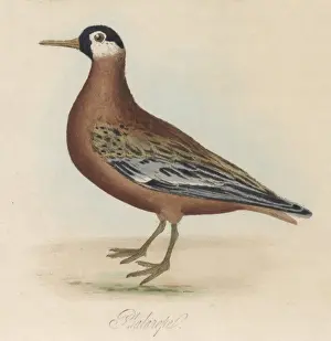 Phalarope Prints: Phalarope Bird 1854